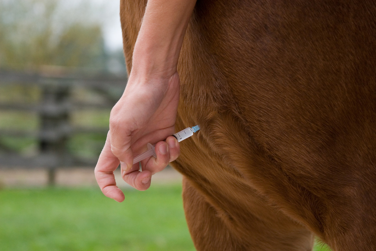 Pferd Nach Impfung Schonen