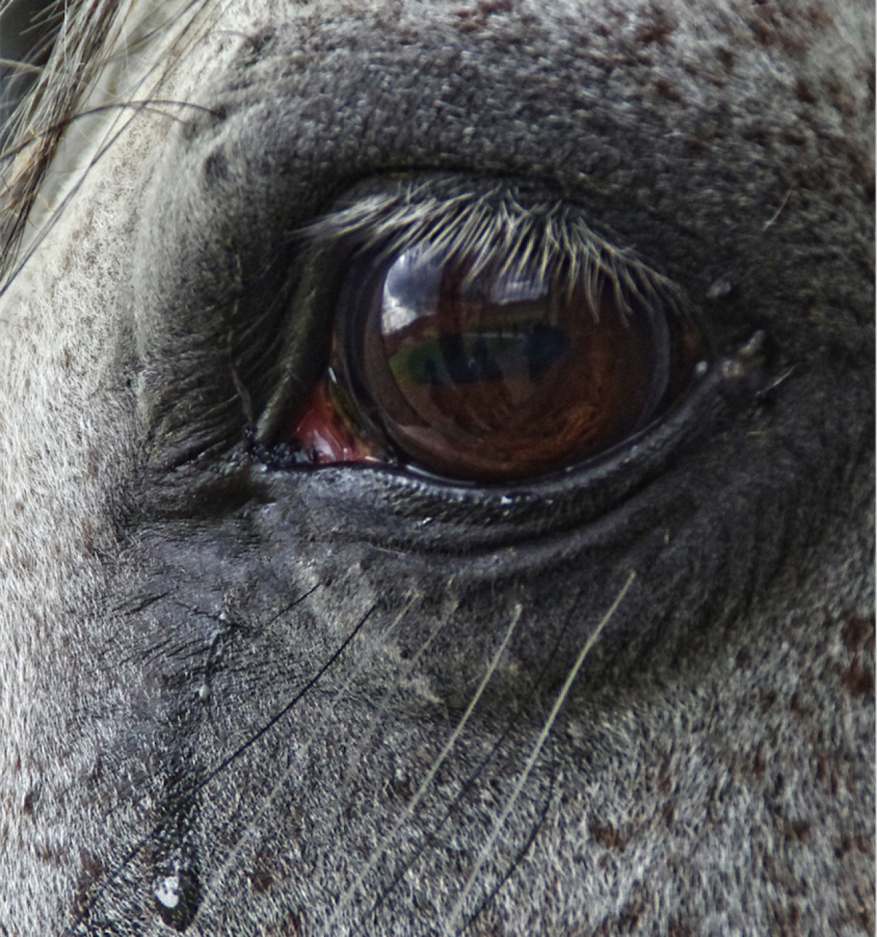 Gentax Augensalbe Pferd