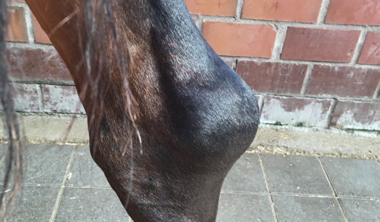 Schleimbeutelentzündung Pferd Sprunggelenk Behandlung